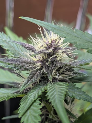 Mendo Frost / Gorilla Cookie / Banana Purple Punch  — flower, day 51