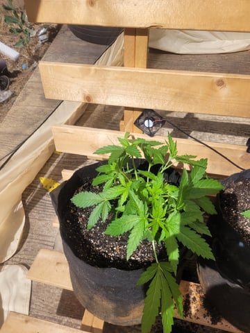 Making Crosses  — vegetative, day 55