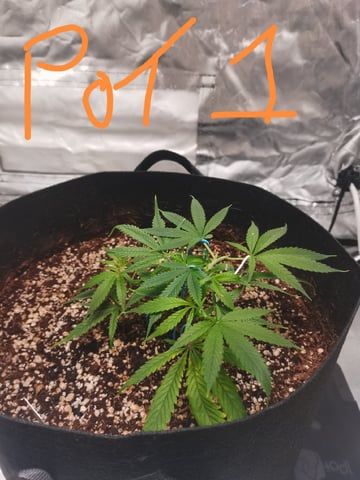 My First Grow — vegetative, day 1