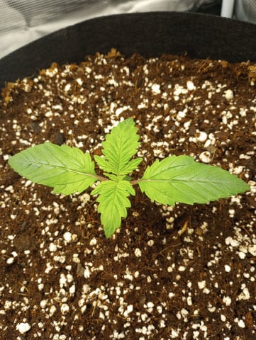 Pineapple Trainwreck  — vegetative, day 14