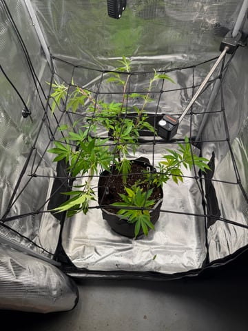  Apple fritter  Clones round two — vegetative, day 125