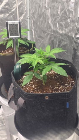 Grow #2 Thank You to All that helped guide me, offered advice, gave insight, or complimented progress. Now to apply some of what I learned the first go-round.  — vegetative, day 25