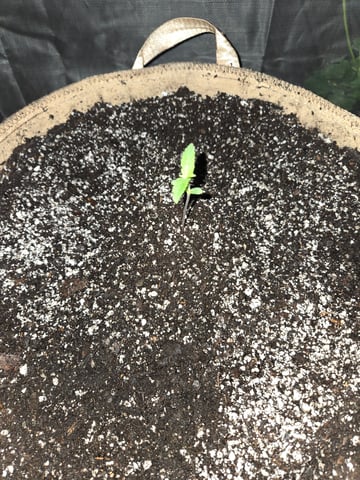 Outdoor Auto's (3rd Set) — seedling_rooting, day 1