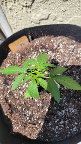 purple Kush, and Extra Large Kush — vegetative, day 9