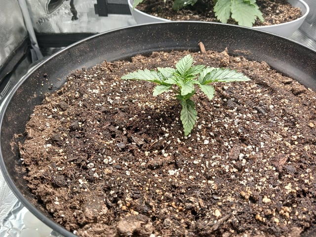 Gorilla Sherbert Feminized From Blimburn Seeds  — vegetative, day 22
