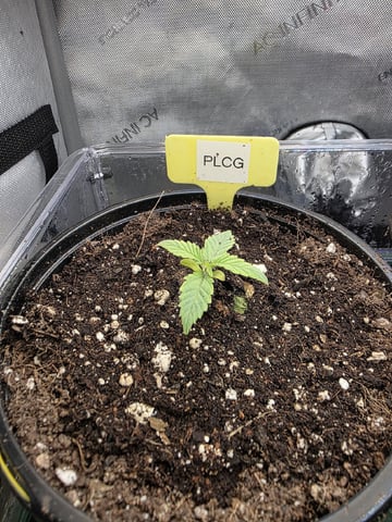 Granny Candy and PLCG — seedling_rooting, day 14
