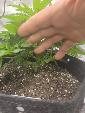 4 strains in 1 tent — vegetative, day 21