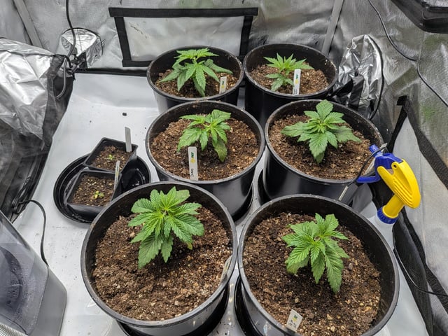 Grow Tent Starts — vegetative, day 33