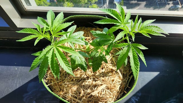 Royal Highness — vegetative, day 43