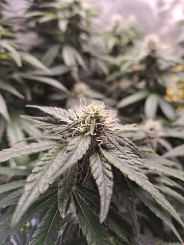 1st Grow - ROYAL MOBY (indoor)(photop.) — flower, day 139