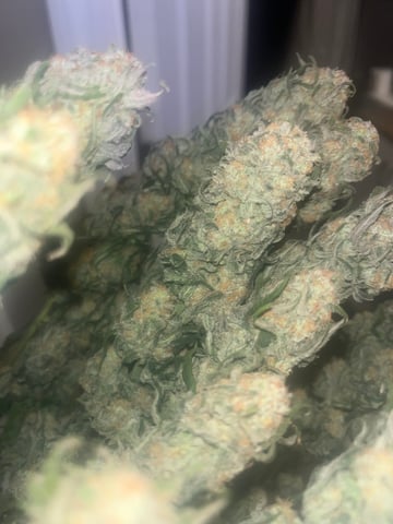 Blue Dream Photos — flower, day 104