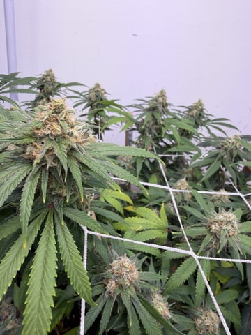 Indoor Grow  — flower, day 183