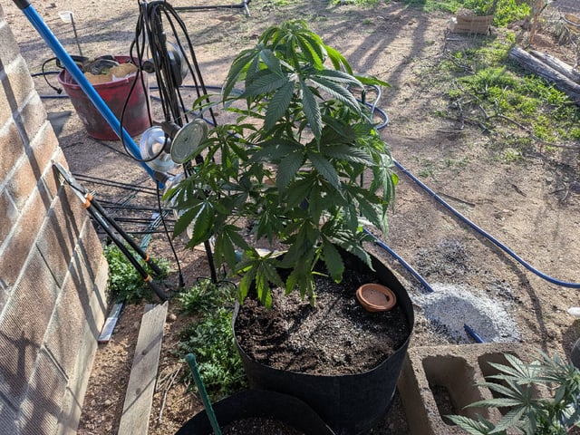 October Start — flower, day 95