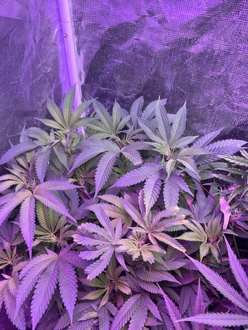 white 🕷️  — flower, day 90