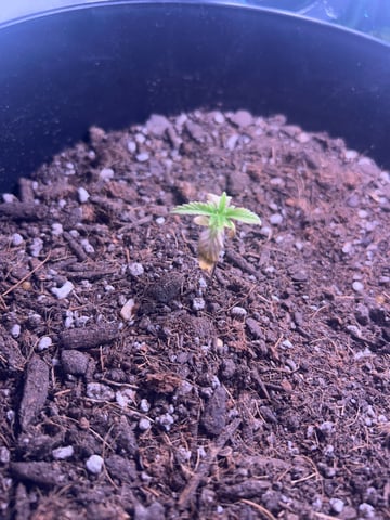 my babies  — seedling_rooting, day 1