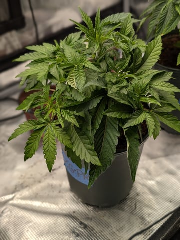 EG/SM/SG/CW — vegetative, day 29