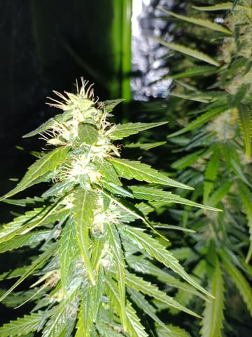 mr — flower, day 96