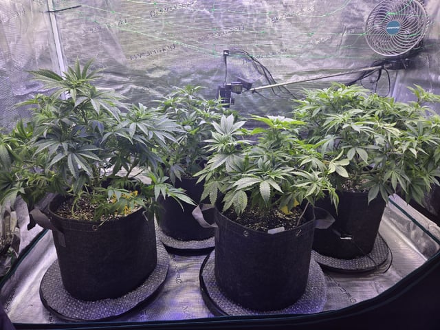 4 strains in 1 tent — vegetative, day 52