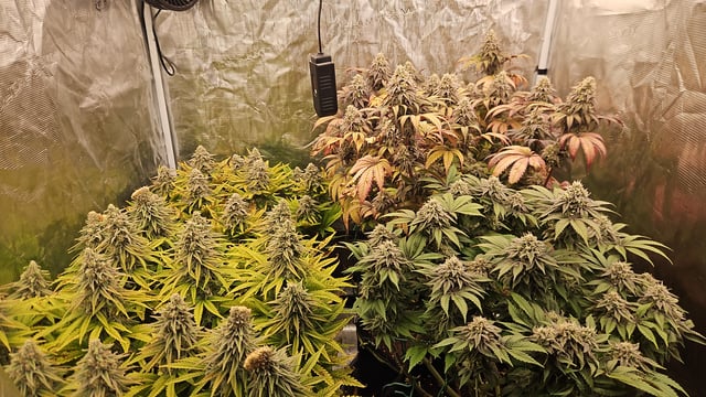 Double Trouble  — flower, day 95