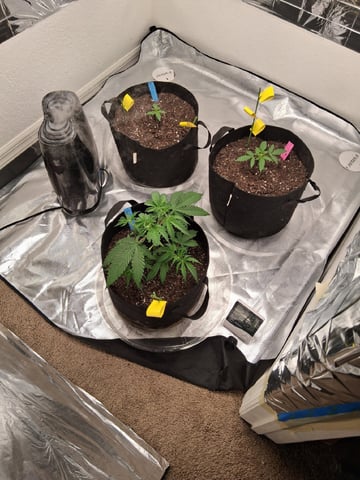 Seedman mix auto & seedman mix auto & GodFather OG — vegetative, day 28