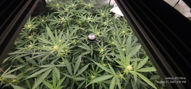 Found my Females... Game On! — flower, day 148