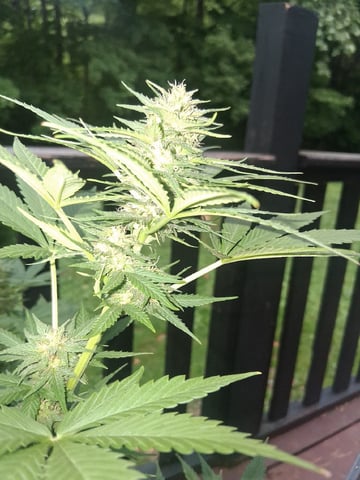 First Indoor Grow  — flower, day 86