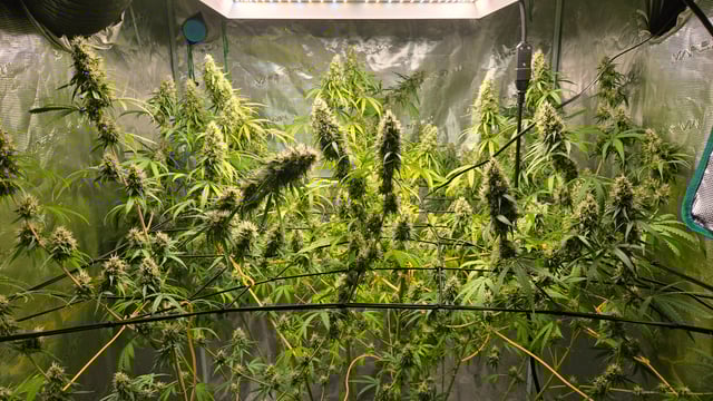 Big Momma Blue Dream  — flower, day 42