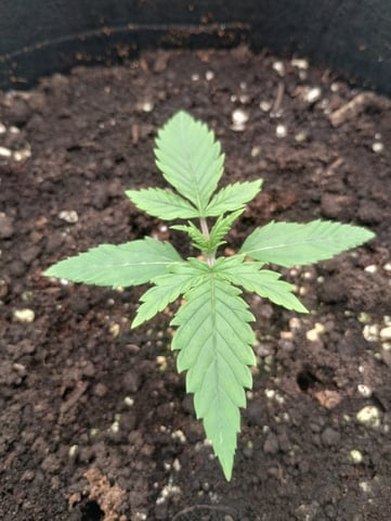 First grow — vegetative, day 13