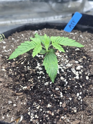 Autos AGAIN — vegetative, day 13