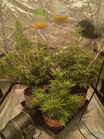   and one L.a kush cake . — flower, day 142