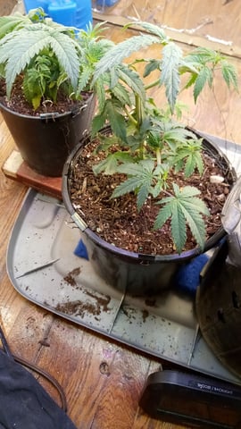 Jack hearer/Jack the ripper? — vegetative, day 70