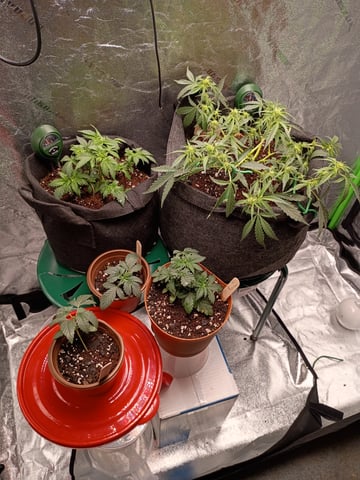 1st Grow Eva — flower, day 29