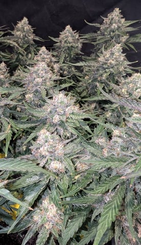 Perpetual Autoflower Mixed Grow #3 — flower, day 60