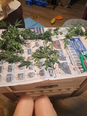 b1. — harvest, day 146