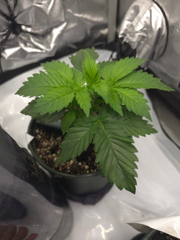 Homegrown - 🍒 🥧 & GSC Auto, 🚀 Seeds 🍌 Buttercups  — vegetative, day 25