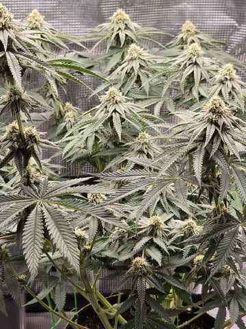  1 Blue Zushi x Venom & 1 Jack Here x Strawberry Cookies OG — flower, day 79