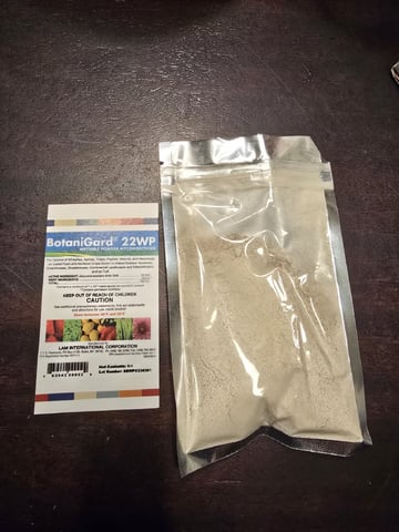 Oceanz 16 — vegetative, day 17