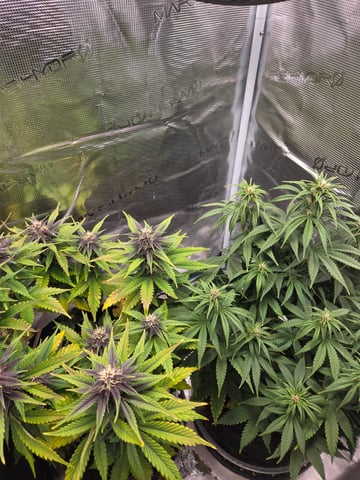second grow — flower, day 43