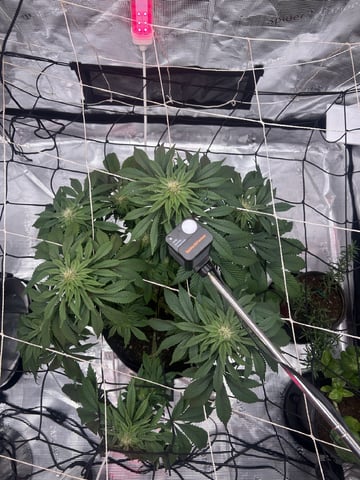 2025-26 harvest INDOOR — flower, day 114