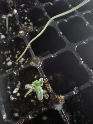Free Seeds — seedling_rooting, day 12