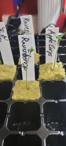 My First Grow — seedling_rooting, day 4