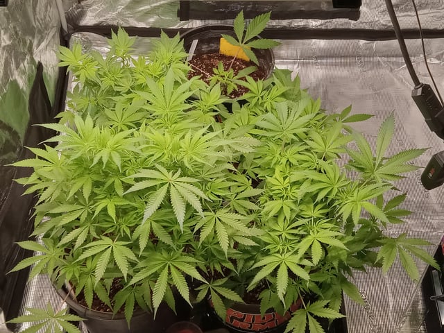 critical purple kush x peyote wifi  in the auto pot system tray 2 grow with added microhazian to the coco coir  — vegetative, day 53