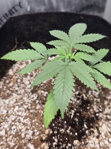 Indoor — seedling_rooting, day 30