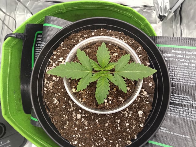 FastBuds Photo-Lemon Mandarin  — seedling_rooting, day 16