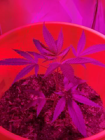 first grow  — vegetative, day 23