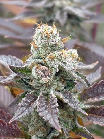 grow 3 — flower, day 51