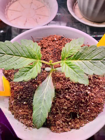 Blackberry kush — seedling_rooting, day 18