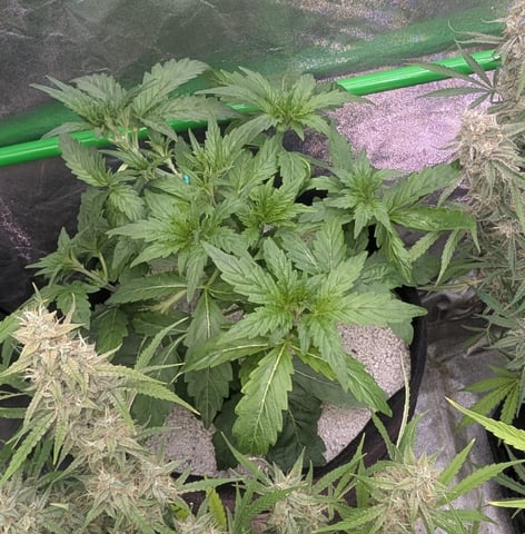 Perpetual Autoflower Mixed Grow #3 — flower, day 78