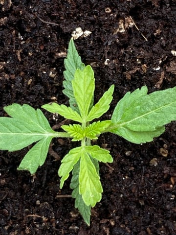 My First Grow — vegetative, day 30