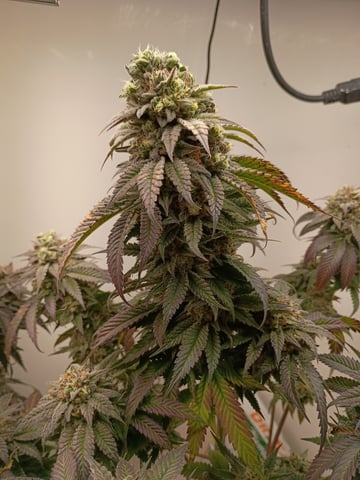 Lokie OG x Permanent Marker — flower, day 113